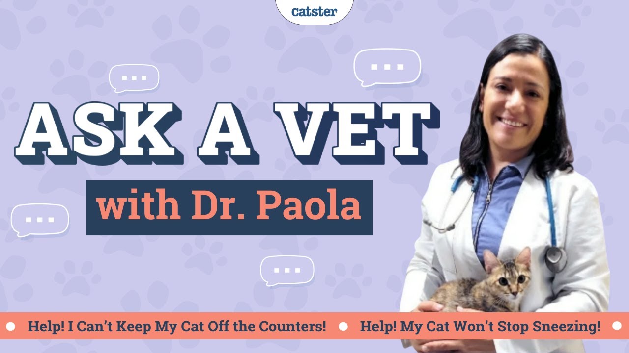 Common Cat Questions EXPLAINED l E06