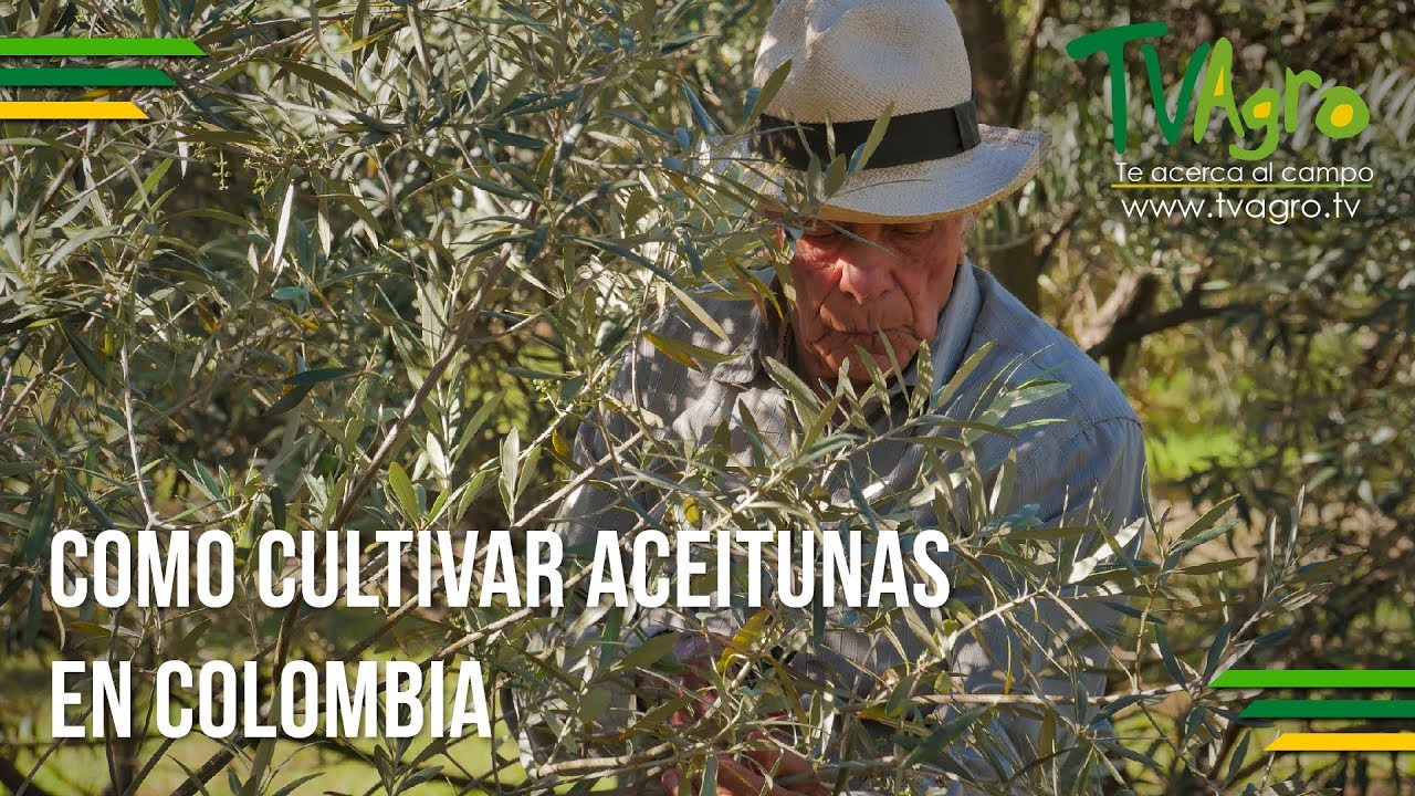 Como Cultivar Aceitunas en Colombia - TvAgro por Juan Gonzalo Angel