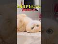 絶対気分よくなる猫映像#猫 #猫のいる暮らし #猫動画 #ねこ #可愛い #かわいい #可愛すぎる #2ch #癒し #ペット #動物 #2ch #shorts