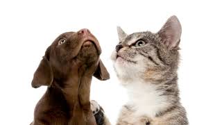 En Yakın Evcil Hayvan Mezarlığı Patimezarligi