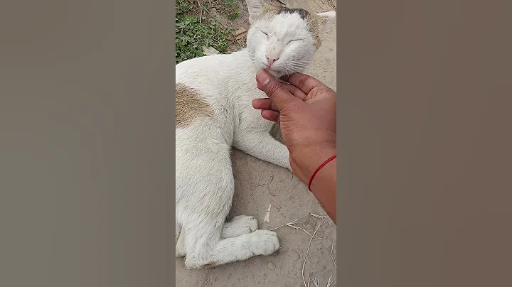 Video 8298921: cat training cute kittens, breeds cat rescue funny, cats catlover pets, cat cartoon pets, rescue funny cats play, pets dog catlover, cat sleeping