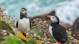 Saving puffins in Iceland | euronews Living