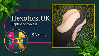 SNo- 5 (M) Orange Dream Banana Super Stripe pos YB - Royal Python at Hexotics.UK