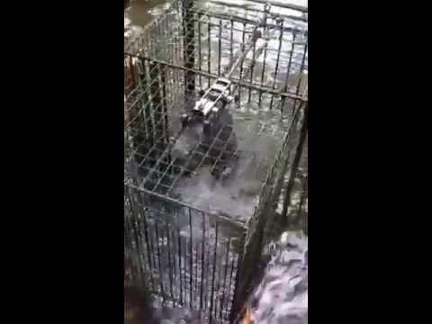 removal of fallopian tube A video of an otter caught in our beaver trap.