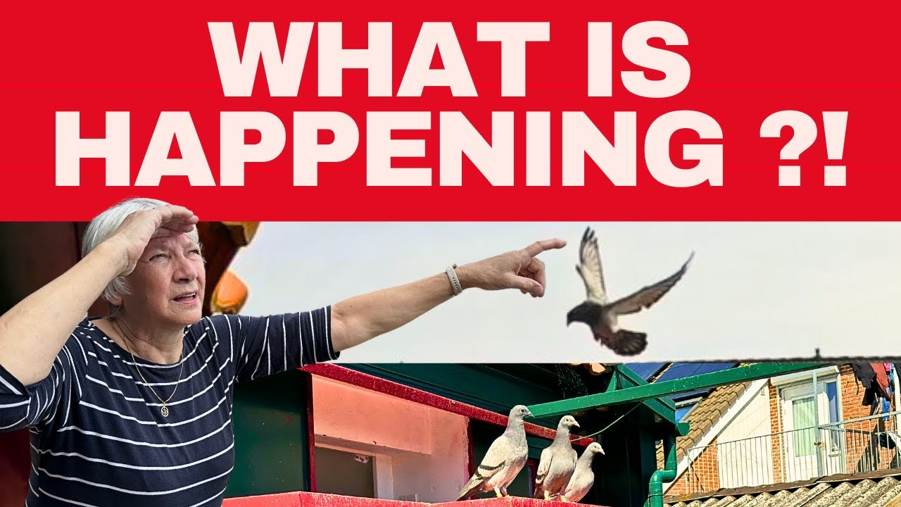 Pigeons - What is HAPPENING with our #birds in this race ??!!