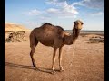 CAMEL AMAZING FACTS