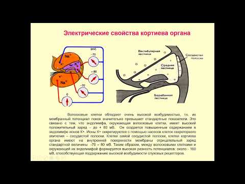 Видео: Слуховая обработка ипсилатеральна?