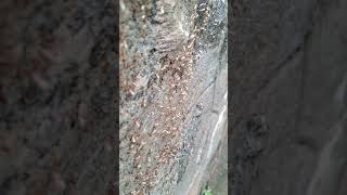 Hyper lapse ant video #nature #insects #hyperlapse