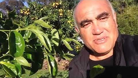 Persimmon pruning to lighten young branches