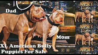 XL American Bully’s For Sale! by Ultra Class Family 1,945 views 6 months ago 1 minute, 6 seconds