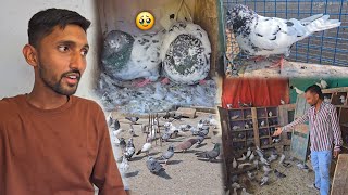 Pakda Hua Kabootar Ek Mahine Baad Wapas Kr Diya 🙂