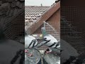 Amazing Pigeon Trap Setup 😱 #PigeonTrap #BirdTrap #TrapSetup #MountainLife #Nature #Shorts #Wildlife