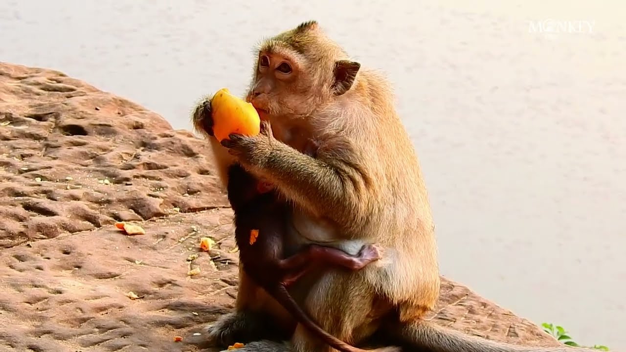 MonkEy Meddie Has a NewbornMonika walks freely