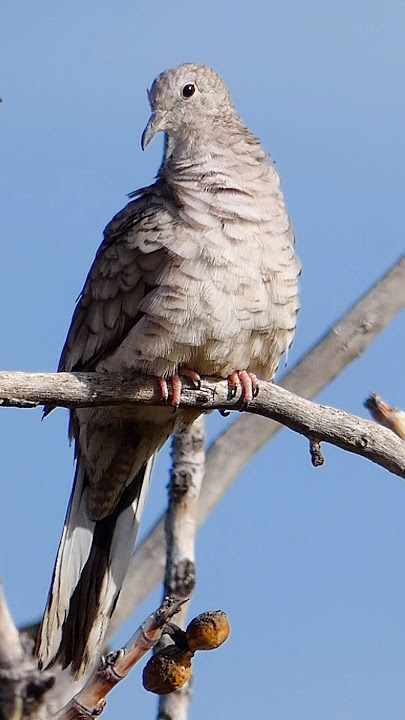 A Cheerful Inca Dove - DownBurst Media