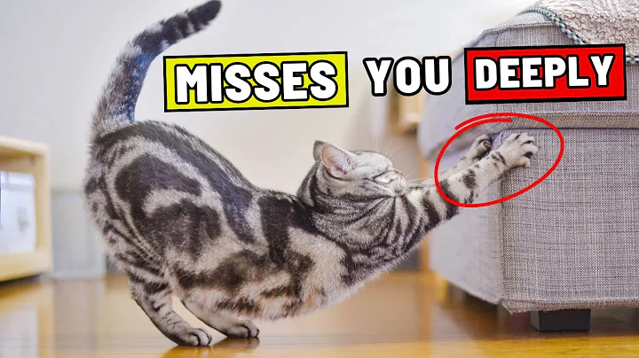 7 Hidden Ways Your Cat Shows They Can’t Be Without You