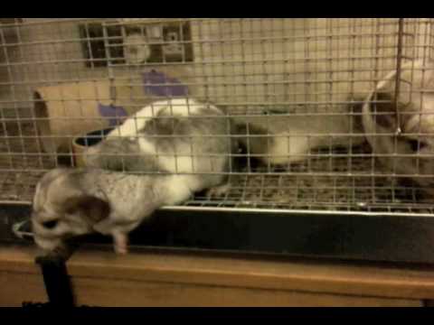 chinchilla escaped cage