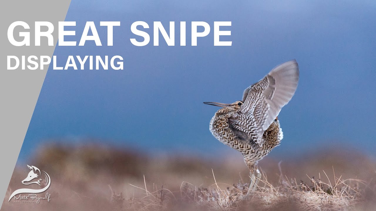 Great Snipe Displaying