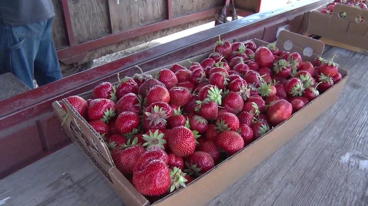 906 Outdoors - Pellegrini Strawberry Farm, Plants ...
