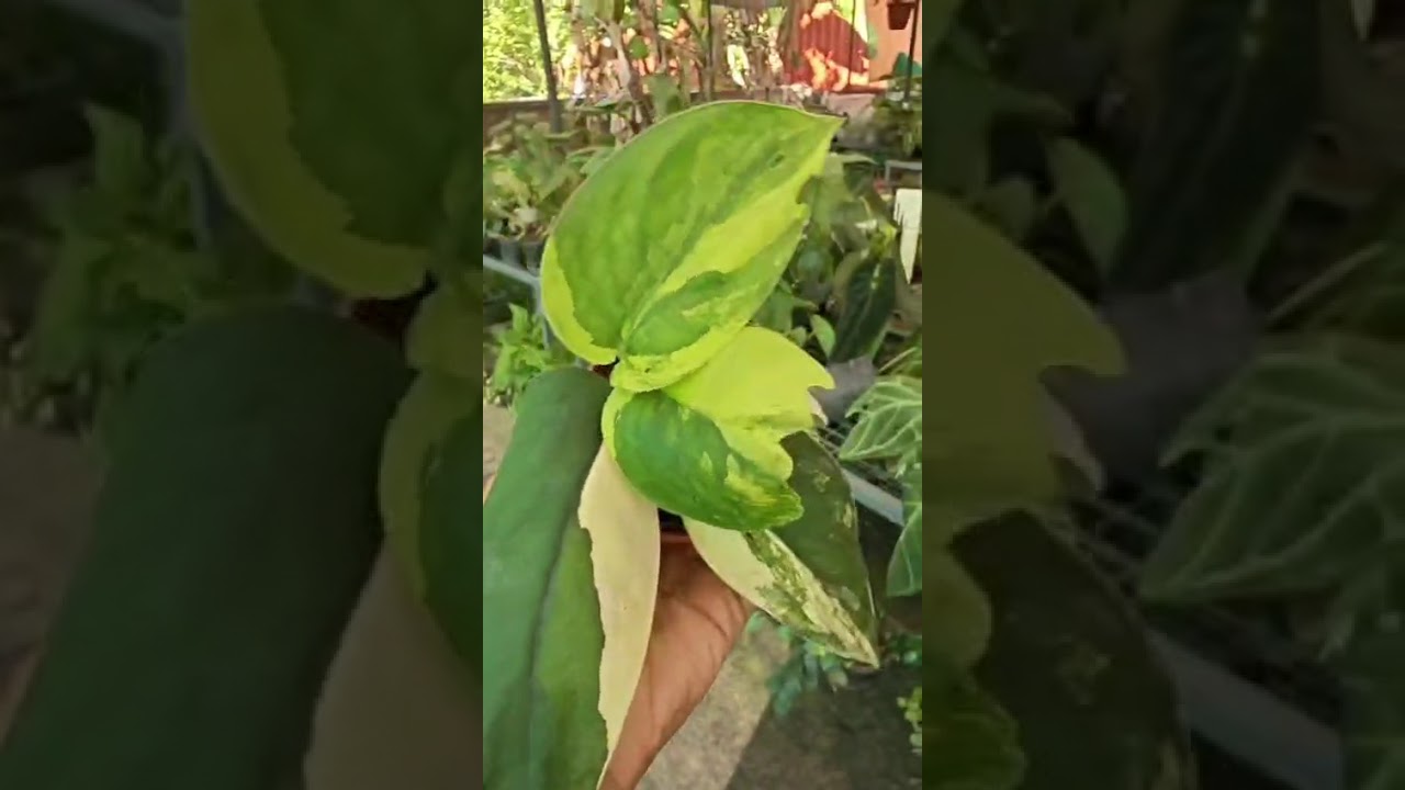 Plant for sale 6380710362 shipping all over India 