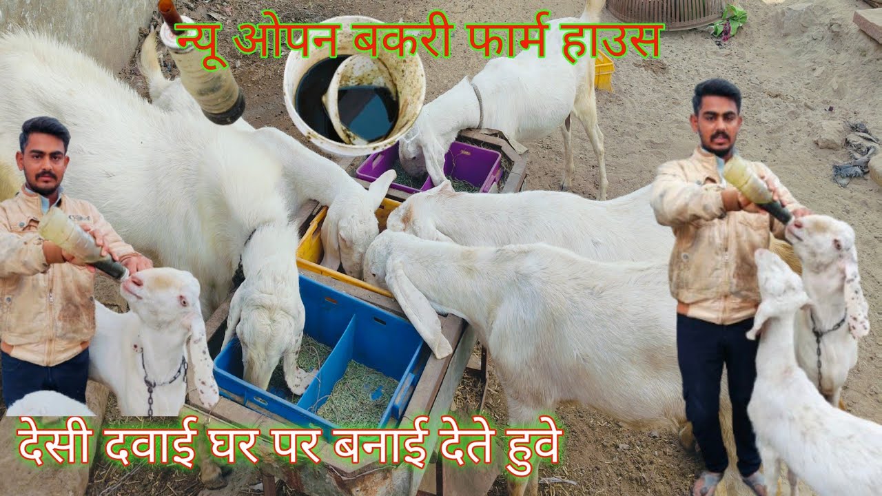 नया बकरी फार्म हाउस | देसी दवाई से बकरियों की सेहत,...8000896403