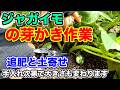 【じゃがいも】芽かきでジャガイモの大きさが変わる??〜サラリーマンでも出来る家庭菜園シリーズ〜