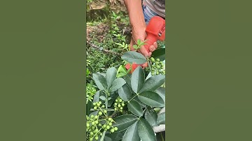 Cutting And Harvesting Chinese Pepper With A Sharp Scissors !