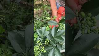Cutting And Harvesting Chinese Pepper With A Sharp Scissors !