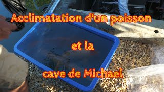 Acclimatation d'un poisson et la cave de Michael