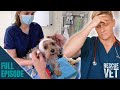 Dog loses ear in worst attack vet has ever seen  rescue vet with dr scott miller