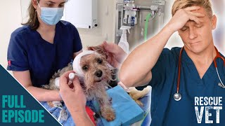 Will dog need to lose ear after worst attack vet has ever seen?! | Rescue Vet with Dr Scott Miller