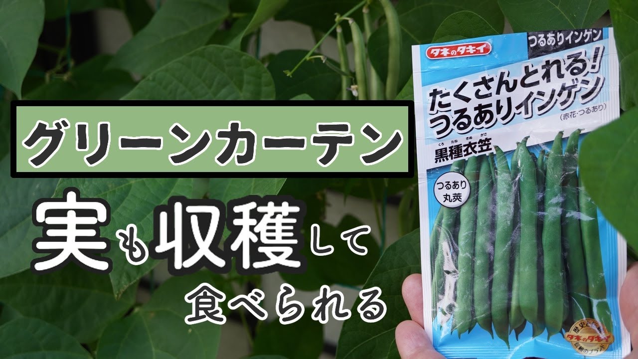 グリーンカーテンでつるありインゲンを育てる 実が収穫できて食べられる Youtube グリーンカーテンでつるありインゲンを育てる 実が収穫できて食べられる Youtube