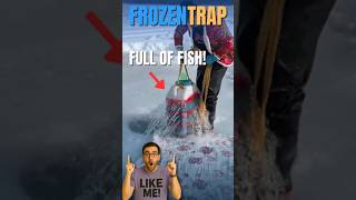 This Ice Fishing Trap Pulled Out an Unreal Amount of Fish!