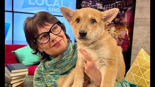 Meeting the Canaan Dog: A Deep Dive into Israel’s Rare Native Breed