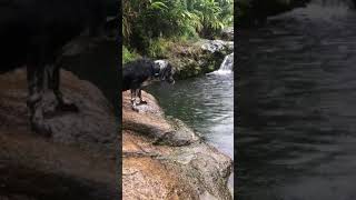 Lovely Dog loves swimming