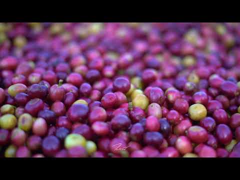 กาแฟแม่แดด Mon Daet Noi Coffee Single Origin Coffee of Mae Daet Noi village.