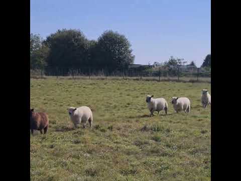 A Saint-Hilaire-du-Harcouët, de l'éco-pâturage chez Jourdan en lien avec le lycée agricole