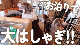 愛犬達とコテージに泊まったら歳児並みに大はしゃぎで可愛すぎた【ボーダーコリー・オーストラリアンシェパード】