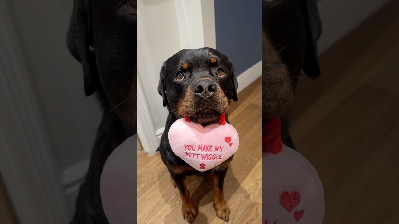 you make my butt wiggle 