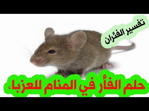 حلم الفأر للعزباء في المنام الفأر في المنام للبنت العزباء