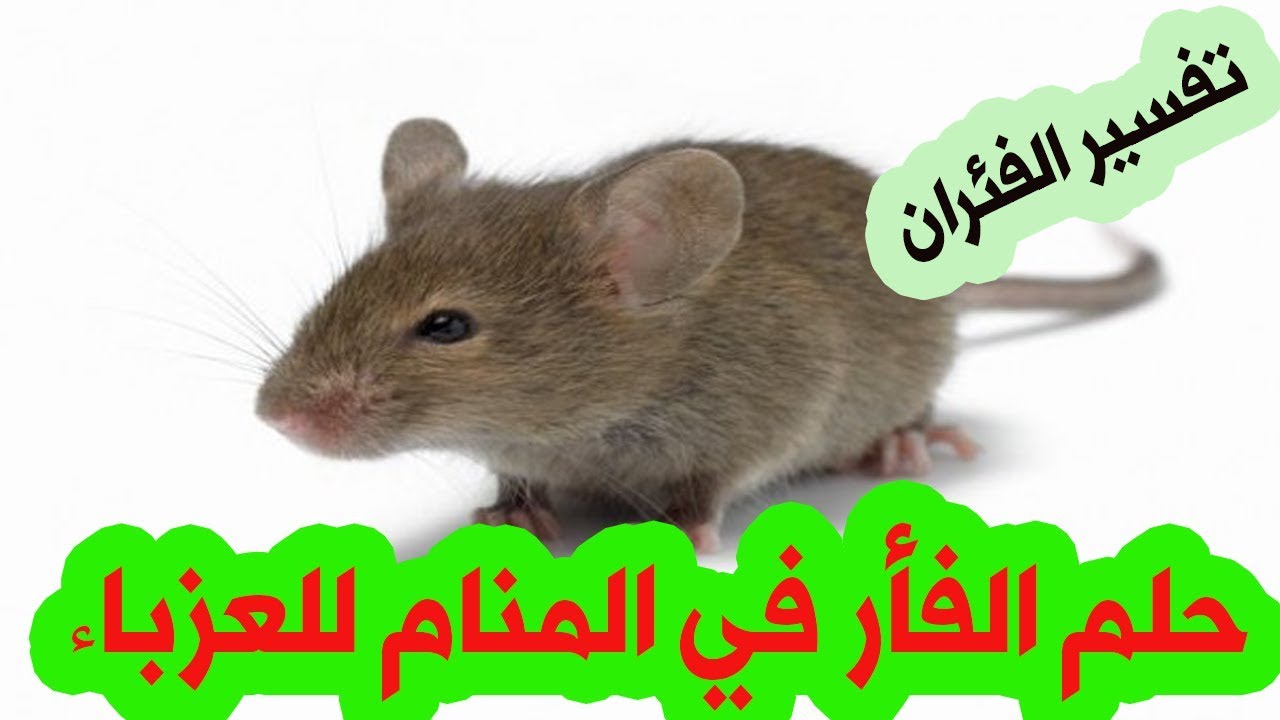 حلم الفأر للعزباء في المنام الفأر في المنام للبنت العزباء