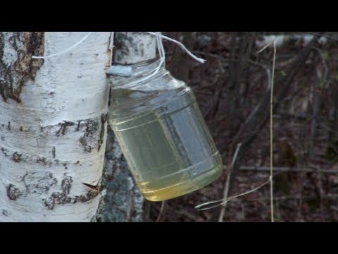 Sok od breze iz drveta - brezova voda - upotreba doziranje i lekovitost