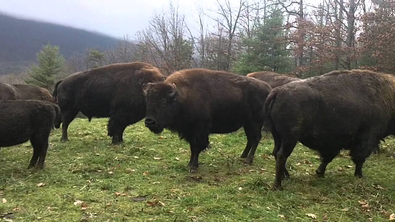 30 Mature Bison Cows for Sale YouTube