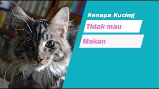 kenapa kucing tidak mau makan by cat story 871 views 4 years ago 6 minutes, 24 seconds