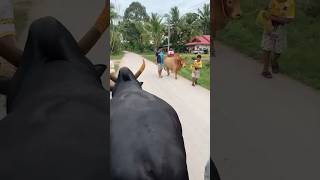 พรุ่งนี้มีคำตอบ คาวบอย&หล่อน้อย#วิถีชาวปักษ์ใต้ (คนรักวัวชน) screenshot 3