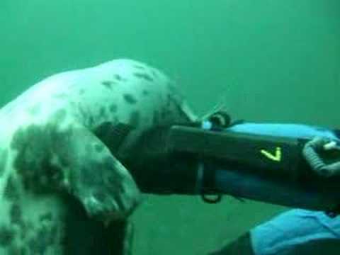 diving with seals farne islands