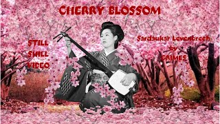 Japanese Chill Music / GRIMES - Sardaukar Levenbrech / Cherry Blossom