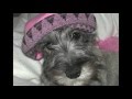 05.Памяти моей собаки Зигги. In memory of my beloved mini schnautzer Ziggy