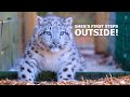 Snow Leopard cub 'Shen' takes FIRST STEPS Outside!