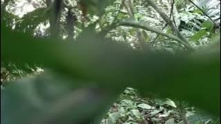 Barau barau