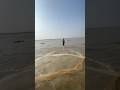 Big fish catch by castnet fishing from the river side #shorts #fishinglife #fishingvideo #fishing